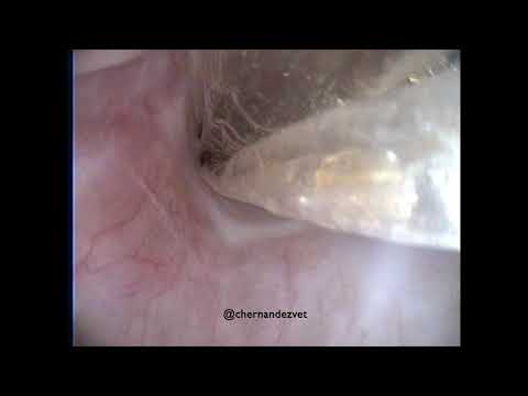 Endoscopic balloon dilation of benign esophageal  stricture in a cat