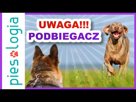 How to react when another dog runs up to your dog