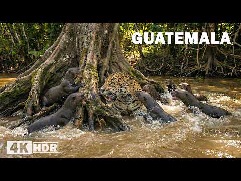 Shadow of the Jungle Guatemala