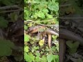 Animal Sex
