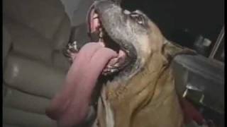 Biggest Dog Tongue EVER... grosssssss
