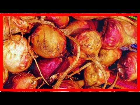 Maca, eine Wunderpflanze für die Frau