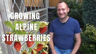 Growing Alpine Strawberries | Wild Strawberries | Gardening Tips | How to get more Fruit