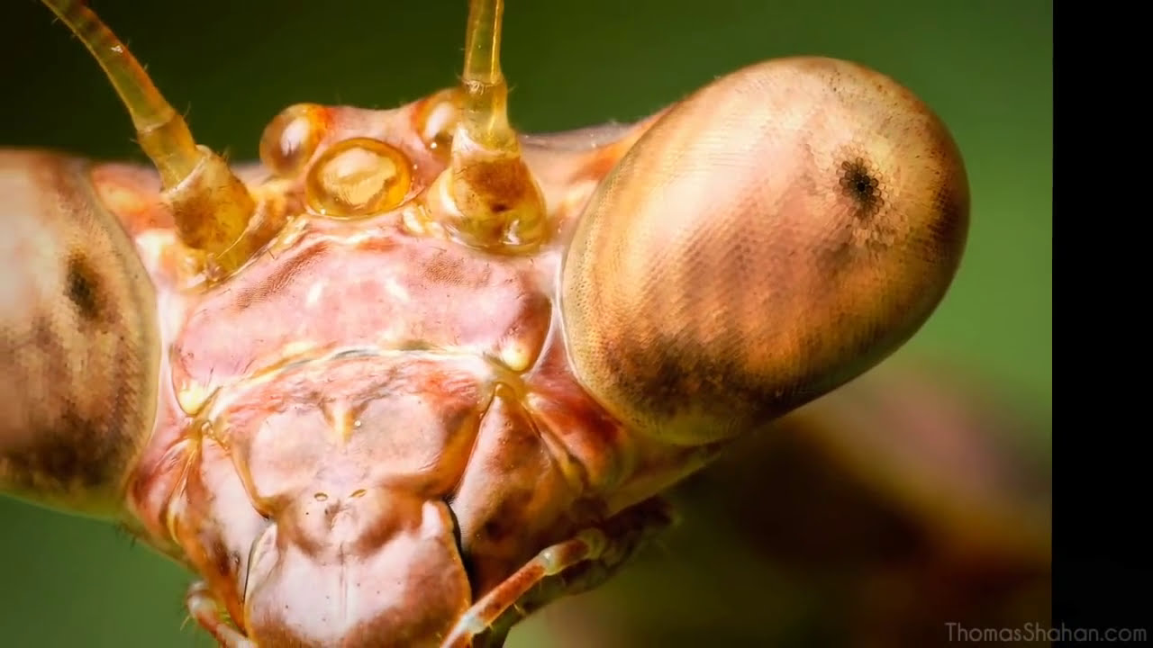 an introduction to high magnification macro photography by thomas shahan