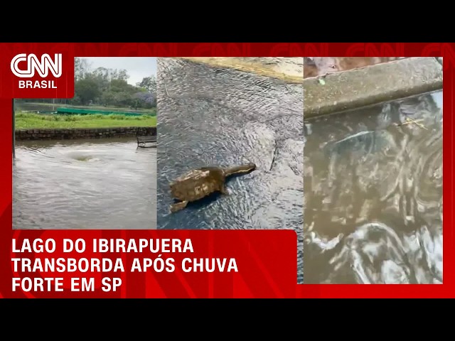 Lagos do Ibirapuera transbordam e peixes se espalham nas pistas de corrida | CNN NOVO DIA
