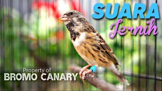 Download lagu BLACKTHROAT CHIRPING CLEAR SOUND FOR CANARY MASTERING #02 mp3