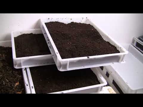 VermiBag  Ep 51   60 Lbs of Casting from VermiBag Max