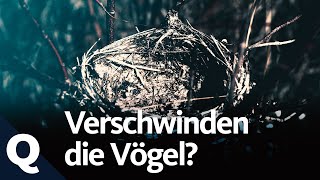 Wo sind all die Vögel hin?