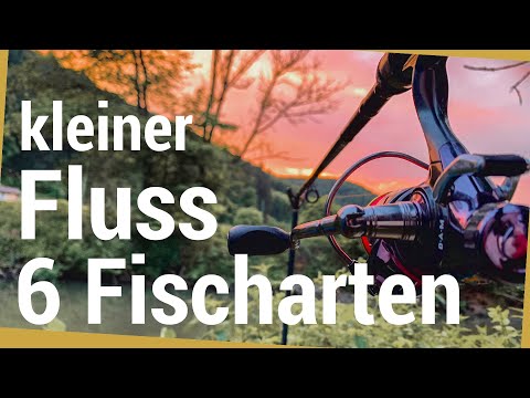 feeder angeln auf Aal am kleinen Fluss/Bach | 6 Fischarten 🤷‍♂️