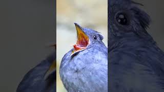 Download lagu wow bird sound like an ambulance #birds #animals #wildlife #birdsounds mp3 Download lagu wow bird sound like an ambulance #birds #animals #wildlife #birdsounds mp3