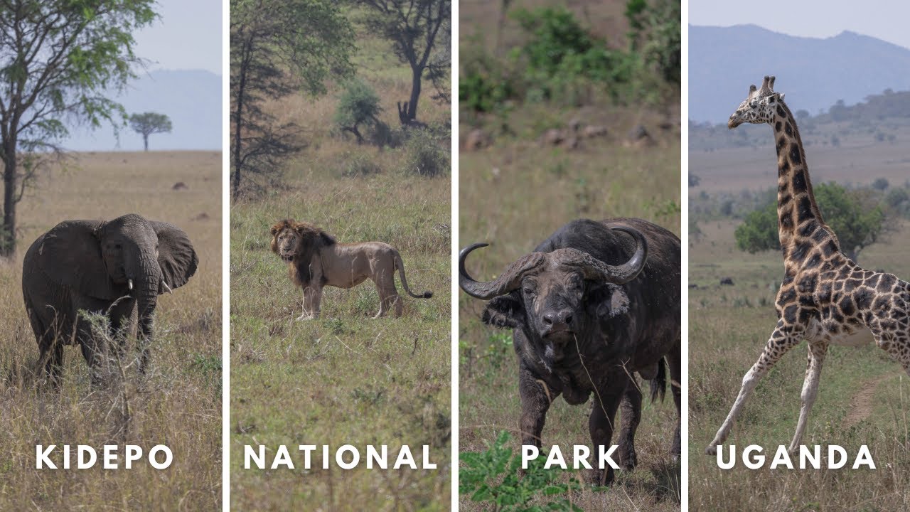 Big 5 Game Drive in Kidepo Park, Uganda