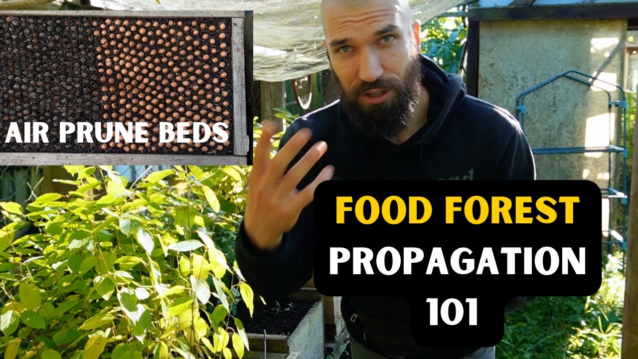 SAVE MONEY on your Food Forest: Make NURSERY (Air Prune Beds + Propagation)  2023