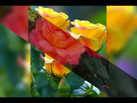 🌹Beautiful Roses Status 🌹