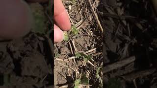 Pioneer Canola Hybrid treated with Lumiderm™ vs Competitor Treatment | Corteva Agriscience Canada