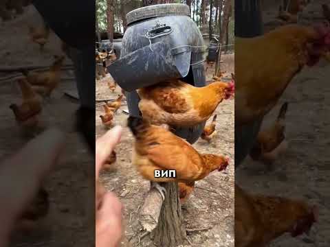 Отличный способ выращивание кур