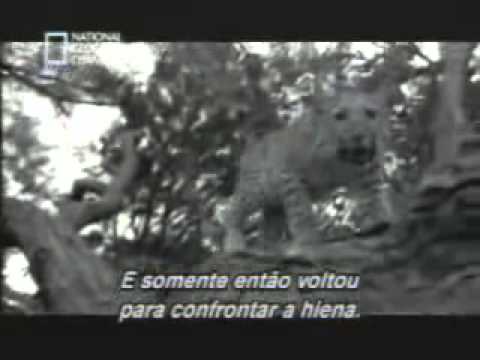 The best moments in wildlife (Jaguar protects baby monkey)