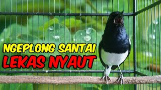 Download lagu PANCINGAN KACER NGEPLONG SANTAI MEMANCING KACER LAIN SUPAYA BUNYI GACOR DISORE HARI! mp3 Download lagu PANCINGAN KACER NGEPLONG SANTAI MEMANCING KACER LAIN SUPAYA BUNYI GACOR DISORE HARI! mp3