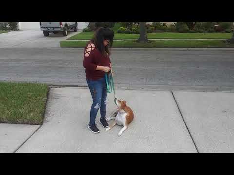 Armando Dog Training video.