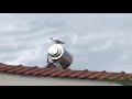 Seagull Call