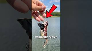 Download lagu Bisakah Kita Memancing Ikan Menggunakan Umpan Burung? #memancing #videomancing mp3