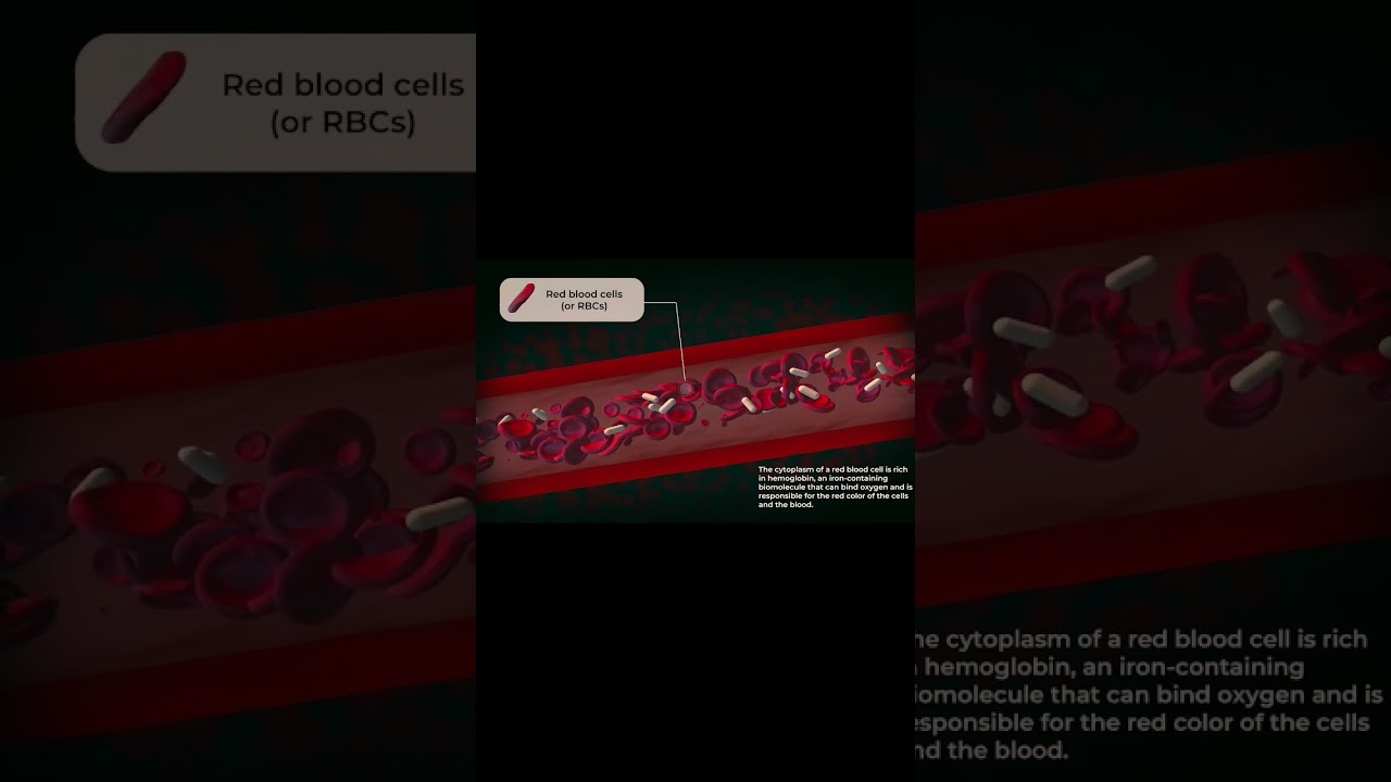 Erythrocytes (red blood cells or RBCs) in After Effects #3d #animation #medical #rbcs #elements #2d