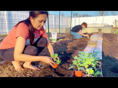 Planting the Spring Garden // Zone 6 #urbanhomesteading
