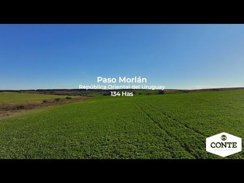 Conte Bienes Raices - Paso Morlán 134 Has