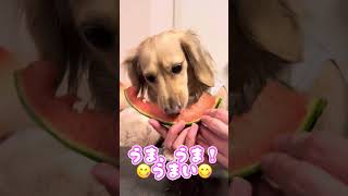 #ミニチュアダックスフンド #大好き #すごい #犬 #犬のいる暮らし #犬のいる生活 #いぬのいる生活 #dog#ドッグ#ペット#ペット動画 #かわいい#かわいい犬 #動物