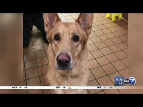 Chicago dog gets 'sex-change' surgery to save its life