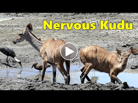 Nervous Kudu at a Muddy Waterhole