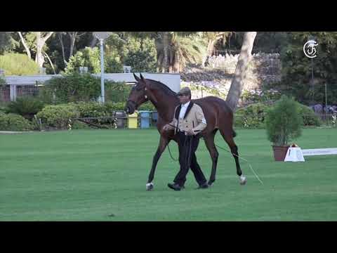 3 Coudelaria Lusitanos D´Atela