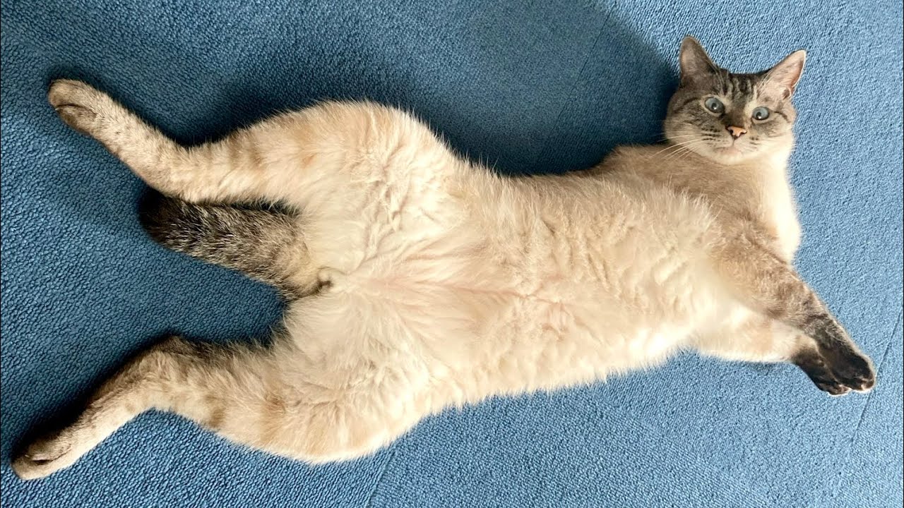 今日も元気にやっております