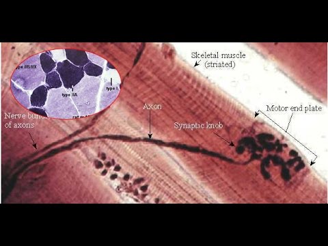 Sono 13 anni, ho un mal di schiena Rispetto al trattamento del dolore severo nellarticolazione della caviglia