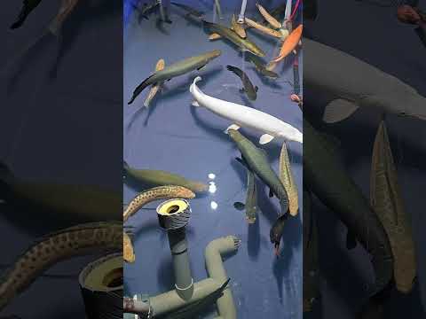 Documenting the fish-keeping life#PredatoryFish #AlligatorGar #Arapaima #PredatoryTank