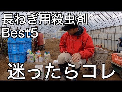 園芸 バググロス、ガチョウの舌、マムシ草