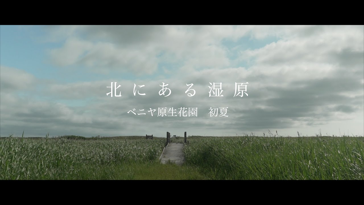 北にある湿原　ベニヤ原生花園