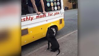 Dog Goes To Ice Cream Van