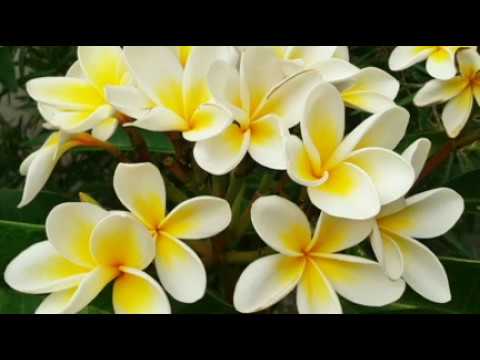 Antri Mati - Gus Imm (SUBSCRIBE)