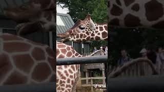 Download lagu Giraffe Drinks Its Friends Piss, I Bet It Taste Good | Tiktok Animals #shorts mp3