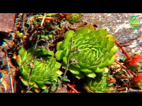 Beautiful views of Arasbaran forests with the sound of nature