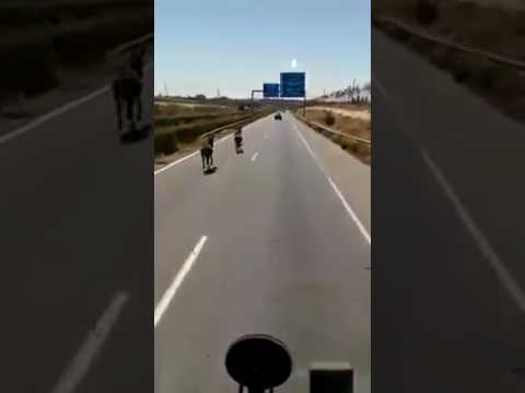 في المغرب فقط الحمير في الطريق السيار