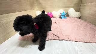 ハーフ犬の動画01