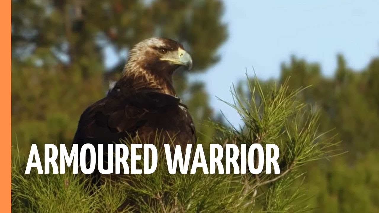 The Armoured Warrior – Unique and Mysterious Woodlands The Armoured Warrior – Unique and Mysterious Woodlands