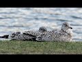 Juvenile Ring Billed Gull Plumage Two Jack Lake