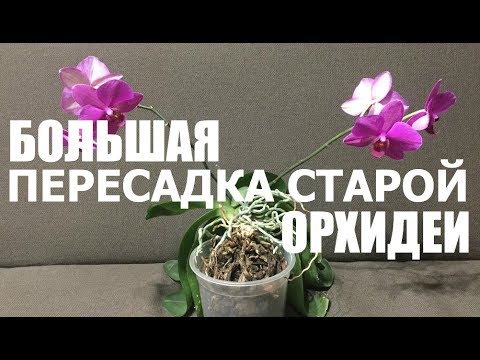 большая ПЕРЕСАДКА СТАРОЙ ОРХИДЕИ Video
