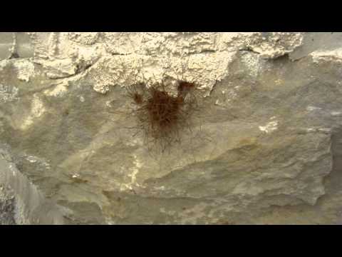 Cluster of Daddy Longlegs