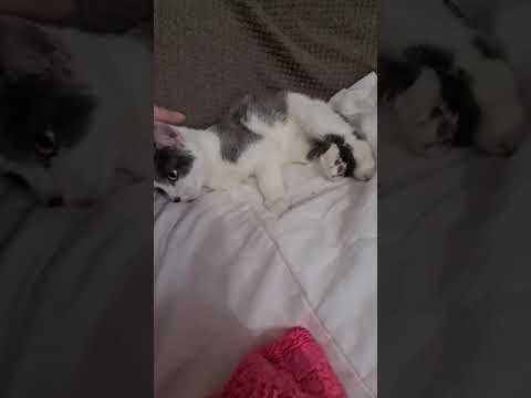 8 month old kitten gives birth part 1