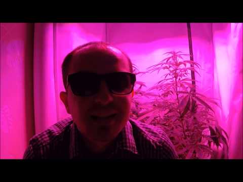 Nasiona lnu męskiej potencji Produkty Witaminy dla potencji