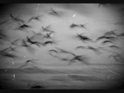 Zielak - Trace Kontrole