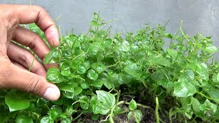 Download lagu Sirih cina manfaatnya untuk apa? mp3